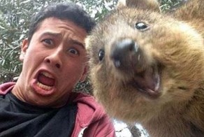 Селфи с Короткохвостым кенгуру (Quokka)