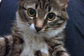 Платья фигня, скажите мне, какого цвета мой кот!