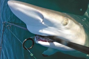 Прикольные фото и картинки от zubrilov за 05.02.2013 №144908