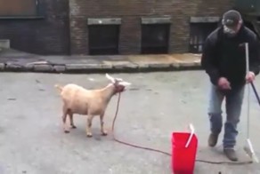 Как сделать модный клубный трек из блеяния козы