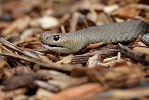 Смертельная схватка красноспинного паука и восточной коричневой змеи