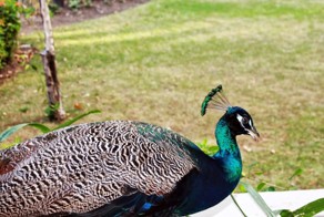 Как мамаша-пава деток учила