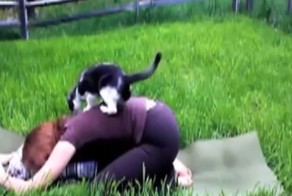 Домашние животные мешают хозяевам заниматься йогой