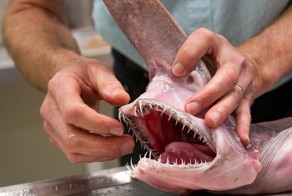 У берегов Австралии поймали акулу-гоблина!