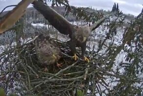 Живая природа (онлайн  камеры) наблюдение