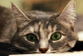 Мой котовторник