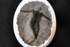 Как можно фотографировать яйцами