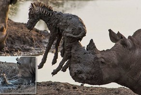 Носорог достал жеребенка зебры из грязи