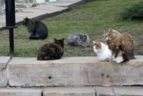 Март настал. Коты готовы!