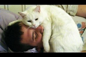 Кошки будят своих хозяев