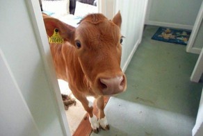 Вот так встреча: женщина вышла из душа и обнаружила коров в доме