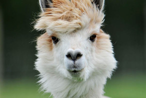 25 альпак с самыми крутыми причёсками