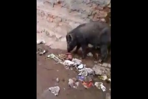 Свиньи пожирают мертворождённого ребёнка