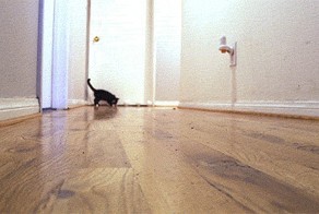 28 поводов завести кота