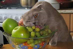 17 кошек, знающих толк в еде