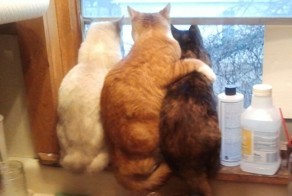 Смешные картинки