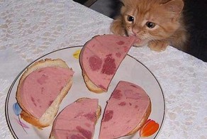 Смешная фотогалерея