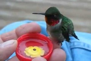  Колибри самая маленькая птица в мире 