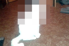 В какую сторону смотрит кот ?