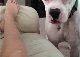 Мир смешных гиф анимаций