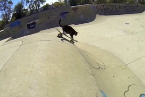 Австралийская кошка-скейтбордистка показала новые трюки