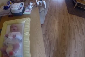 Собака помогает ухаживать за младенцем