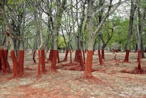 Самые невероятные, но абсолютно реальные фото