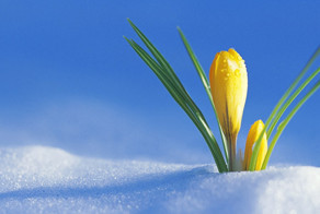 11 самых первых весенних цветов в саду 