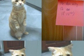 Мир смешных гиф анимаций