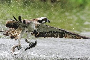 Бугагашеньки