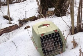 Кота заперли в переноске и выбросили в лесу