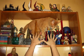 20 котов, которые пожалели о том, что сделали