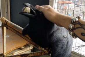 Ворон виляет хвостом в знак привязанности