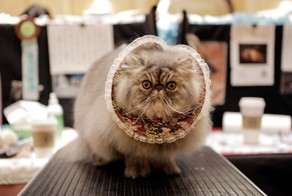 30 очаровательных котов с выставки любителей кошачьих