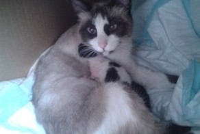 Спасение от смерти 