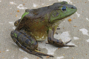 5 продуктов, которые могут убить вас