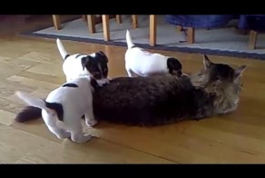 Забавные животные