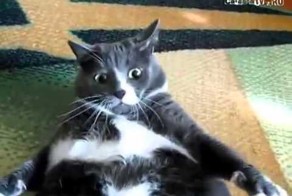 Жирный и сердитый кот!