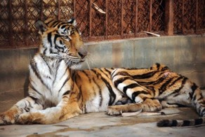 Вино из тигров за $200 (3 фото)