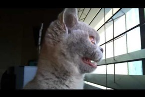 Кота таращит