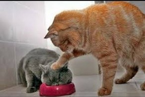 Животные приколы