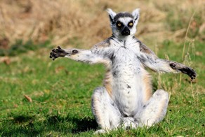 Зверюшки в интересных позах