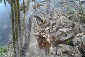 Как мы ужа спасали