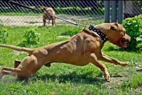 Новое видео про злого собаку