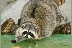 30 веселых фотографий с животными