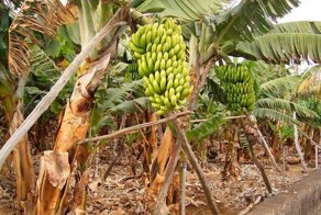 Коротко о бананах