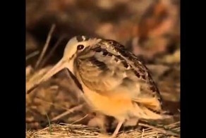 Очень короткое видео с птичкой