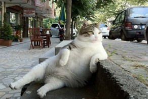 Котейки которые сидят