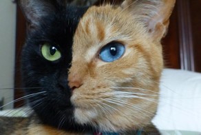 Кошки, над окрасом которых природа постаралась