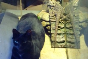 Смешная фотогалерея